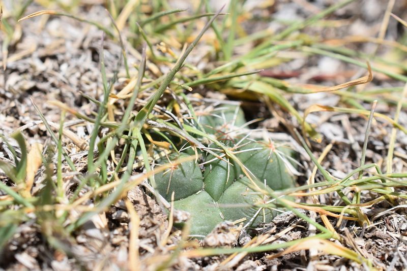 Coryphantha vogtherriana, photographed by P Gonzalez Zamora