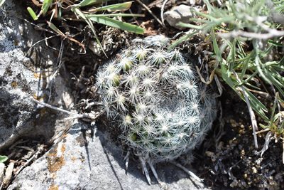 Mammillaria candida, photographed by P Gonzalez Zamora