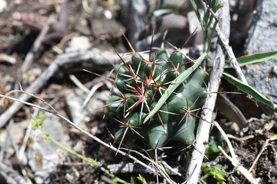 Coryphantha georgii, photographed by P Gonzalez Zamora