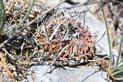 Stenocactus lamellosus, photographed by P Gonzalez Zamora