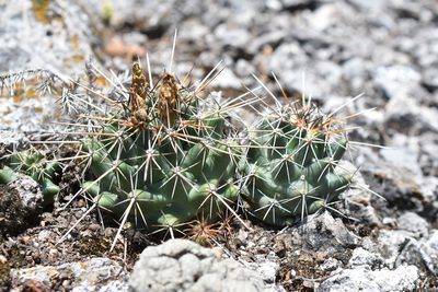 Coryphantha georgii, photographed by P Gonzalez Zamora