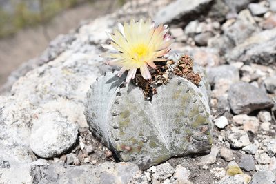 Astrophytum myriostigma, photographed by P Gonzalez Zamora