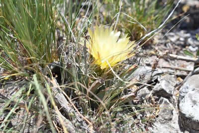 Leuchtenbergia principis, photographed by P Gonzalez Zamora
