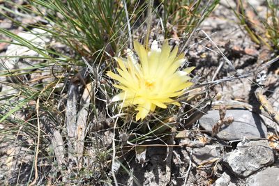 Leuchtenbergia principis, photographed by P Gonzalez Zamora