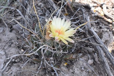Leuchtenbergia principis, photographed by P Gonzalez Zamora
