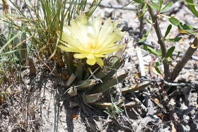 Leuchtenbergia principis, photographed by P Gonzalez Zamora