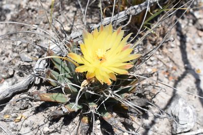 Leuchtenbergia principis, photographed by P Gonzalez Zamora