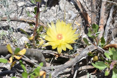 Leuchtenbergia principis, photographed by P Gonzalez Zamora