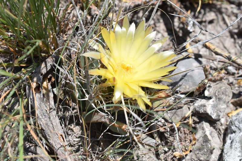 Leuchtenbergia principis, photographed by P Gonzalez Zamora