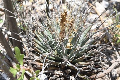 Leuchtenbergia principis, photographed by P Gonzalez Zamora