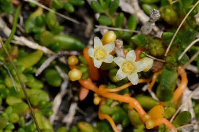 Cuscuta tasmanica, photographed by James (Jim) Duggan