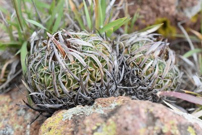 Stenocactus phyllacanthus, photographed by P Gonzalez Zamora