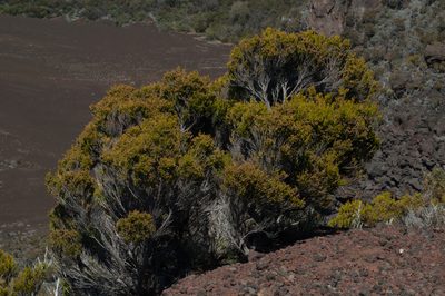 Erica reunionensis, photographed by Ryan McMinds