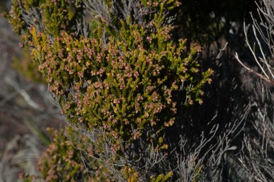 Erica reunionensis, photographed by Ryan McMinds