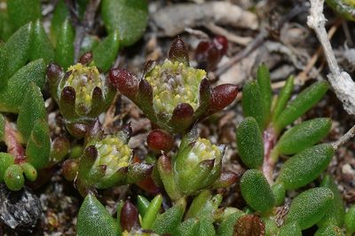 Angianthus preissianus, photographed by James (Jim) Duggan