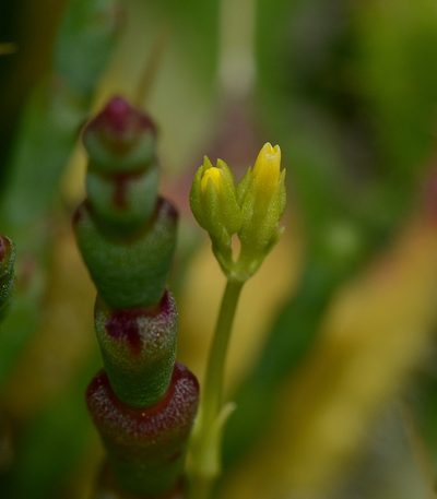 Sebaea ovata, photographed by James (Jim) Duggan