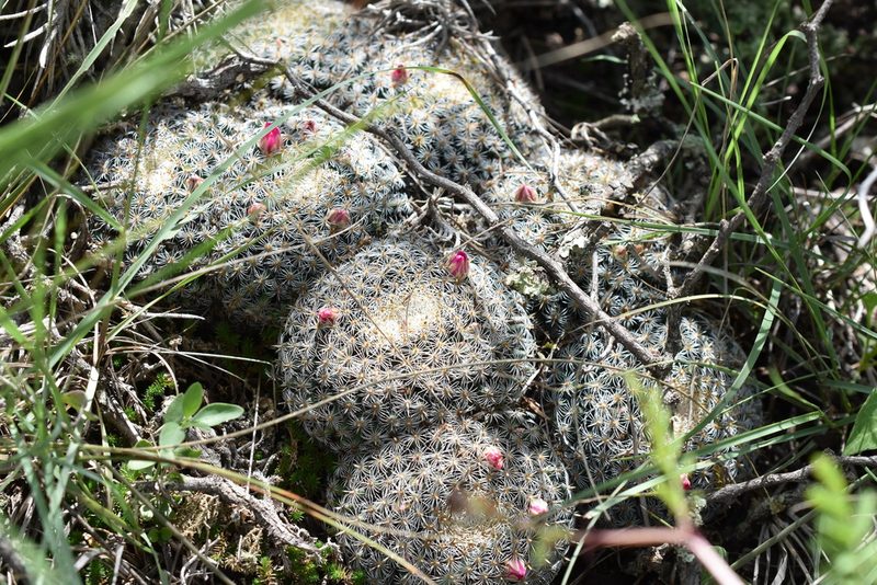 Mammillaria perbella, photographed by P Gonzalez Zamora