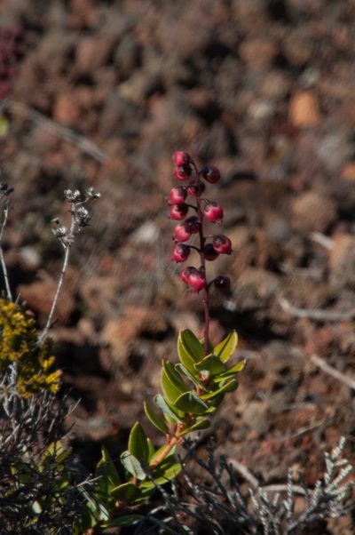 Agarista buxifolia, photographed by Ryan McMinds