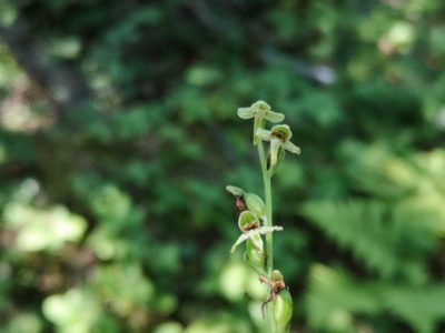 Platanthera obtusata, photographed by Todd Boland