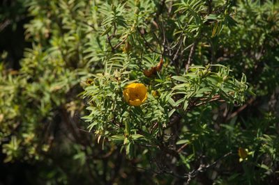 Hypericum lanceolatum, photographed by Ryan McMinds