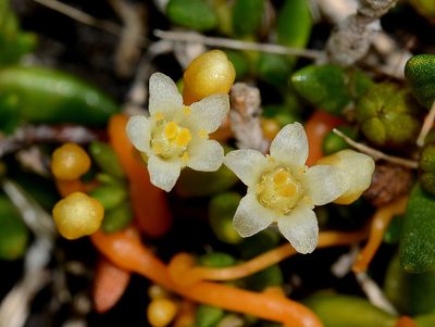 Cuscuta tasmanica, photographed by James (Jim) Duggan
