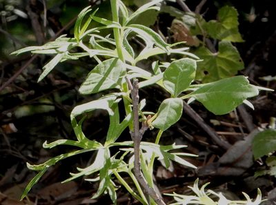 Delphinium scopulorum, photographed by desertnaturalist