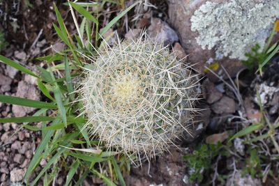 Mammillaria muehlenpfordtii, photographed by P Gonzalez Zamora