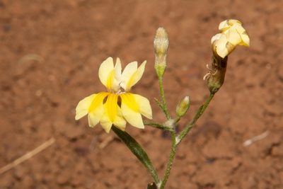 Goodenia fascicularis, photographed by dhfischer