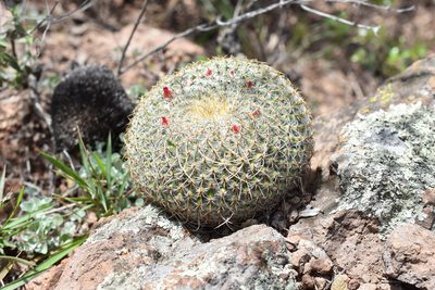 Mammillaria muehlenpfordtii, photographed by P Gonzalez Zamora