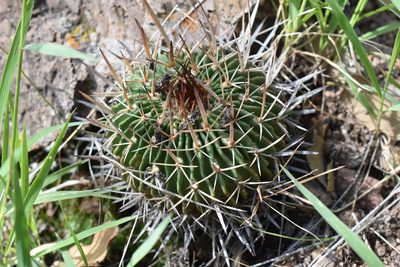 Stenocactus pentacanthus, photographed by P Gonzalez Zamora