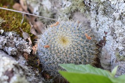 Mammillaria muehlenpfordtii, photographed by P Gonzalez Zamora