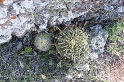 Mammillaria muehlenpfordtii, photographed by P Gonzalez Zamora