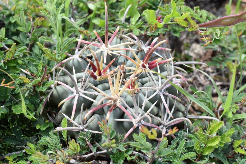 Ferocactus mathssonii, photographed by P Gonzalez Zamora