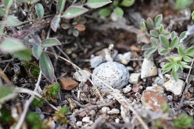 Mammillaria albiflora, photographed by P Gonzalez Zamora