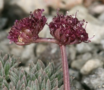 Cymopterus cinerarius, photographed by Steve Matson