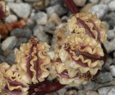Cymopterus cinerarius, photographed by Steve Matson