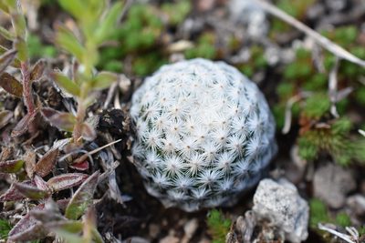Mammillaria albiflora, photographed by P Gonzalez Zamora