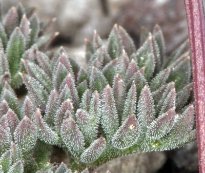 Cymopterus cinerarius, photographed by Steve Matson