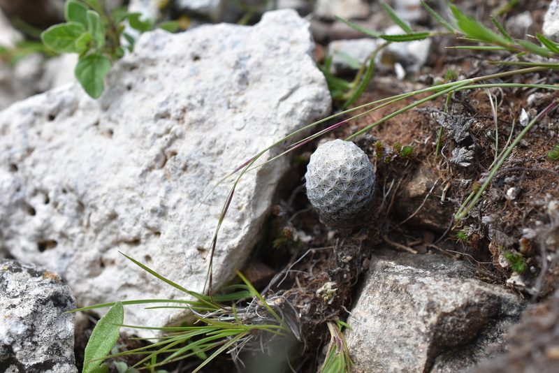 Mammillaria albiflora, photographed by P Gonzalez Zamora