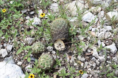 Coryphantha erecta, photographed by P Gonzalez Zamora