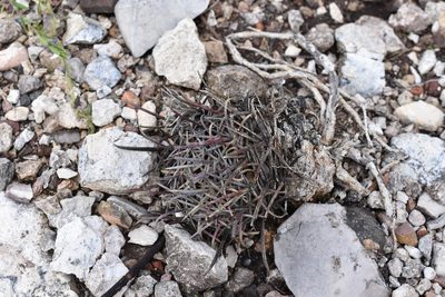 Ferocactus mathssonii, photographed by P Gonzalez Zamora