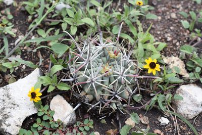 Ferocactus mathssonii, photographed by P Gonzalez Zamora