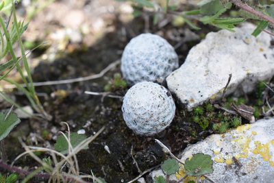 Mammillaria albiflora, photographed by P Gonzalez Zamora