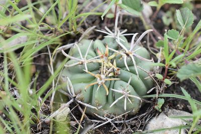 Ferocactus mathssonii, photographed by P Gonzalez Zamora