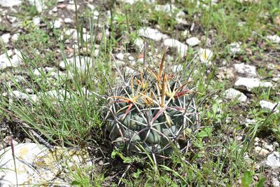Ferocactus mathssonii, photographed by P Gonzalez Zamora