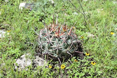 Ferocactus mathssonii, photographed by P Gonzalez Zamora
