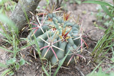Ferocactus mathssonii, photographed by P Gonzalez Zamora