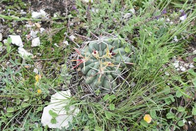 Ferocactus mathssonii, photographed by P Gonzalez Zamora
