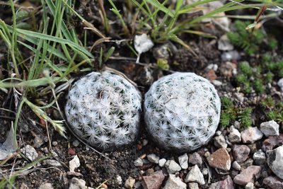 Mammillaria albiflora, photographed by P Gonzalez Zamora