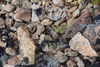 Podistera yukonensis, photographed by Syd Cannings